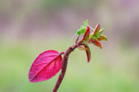 /album/foto-adriano/cavaletta-grillo-dei-cespugli-noto-anhe-come-catidide-jpg/